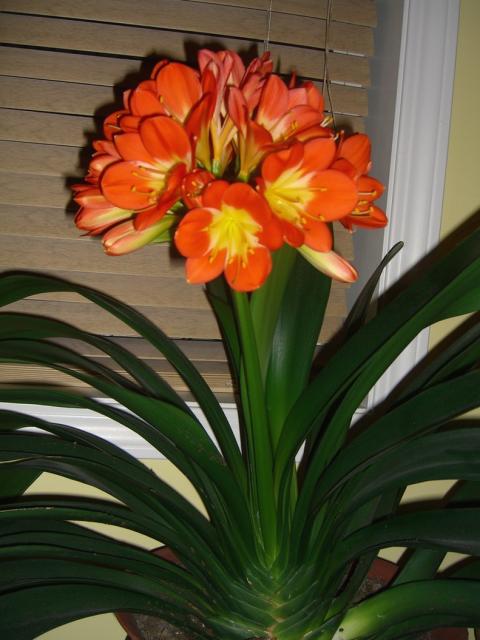 orange orchid flowers with yellow eyes photo.jpg