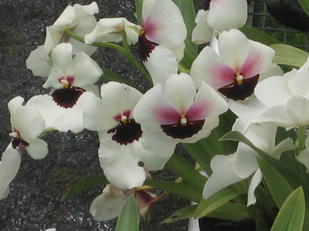 nature flowers photo.jpg