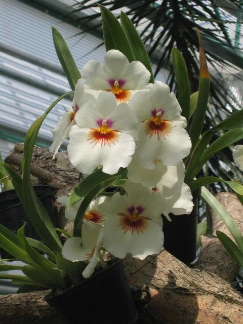 home garden flwoers photo.jpg