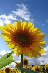 big sunflowers.jpg