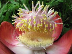 Couroupita guianensis.jpg