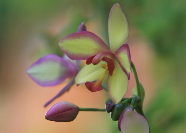yellow and pink orchid flowers pics.jpg