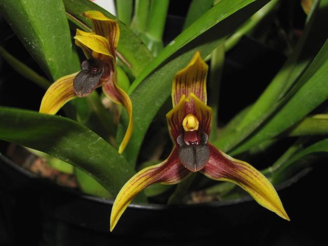 yellow and dark red orchid.jpg