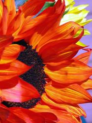 big orange red sunflower picture.jpg