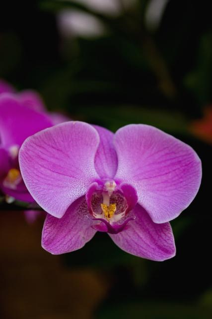 picture of dendrobium orchid flowers_ pink flowers pictures