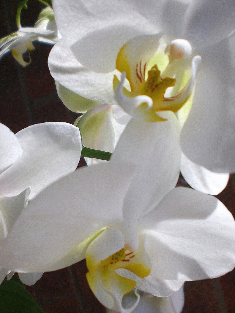 photo of white orchids_Chinese flower pictures