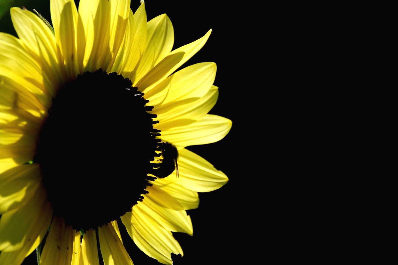 bright yellow sunflower photo.jpg