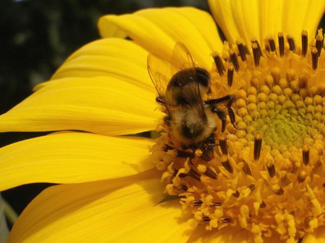 close up photo of sunflower with a bee.jpg