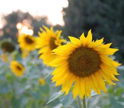 close up photo of a sunflower.jpg