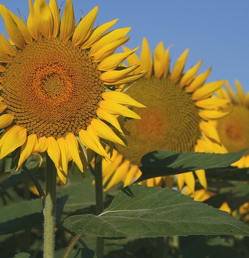 clonning sunflower.jpg