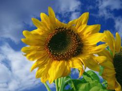 clear picture of sunflower.jpg
