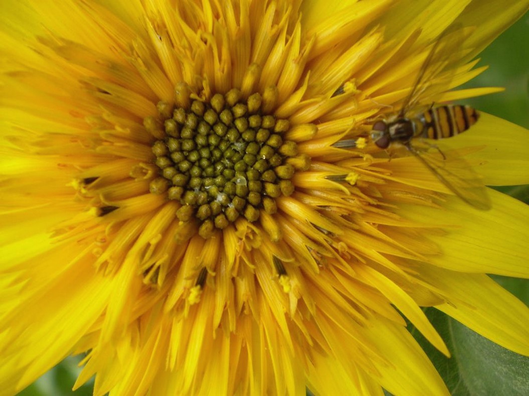 close up photo of teddy bear sunflower.jpg