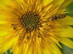 close up photo of teddy bear sunflower.jpg