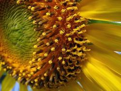 close up sunflower macro.jpg