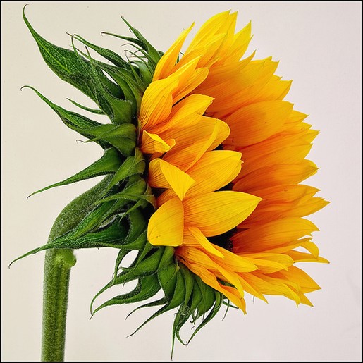 flower picture sunflower.jpg