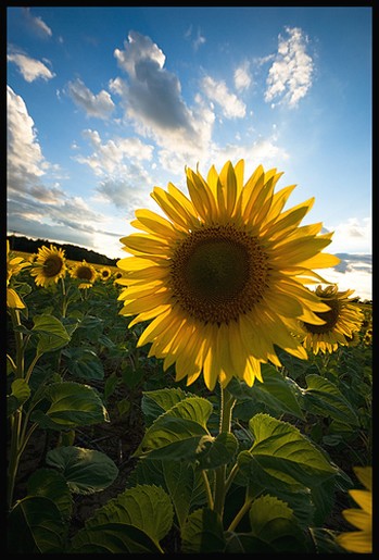 field sunflowers.jpg