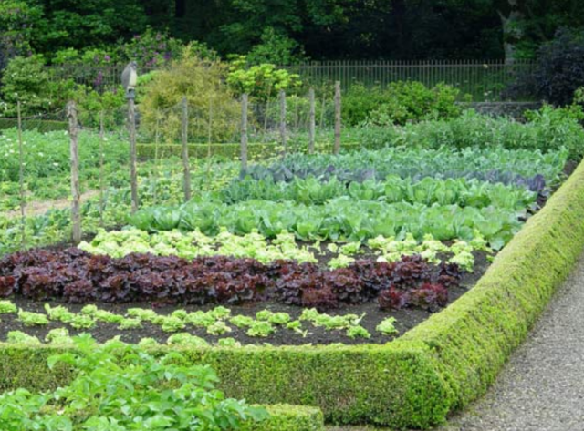 Veggies garden with different kind of lettuces and all kind of cabbages.PNG