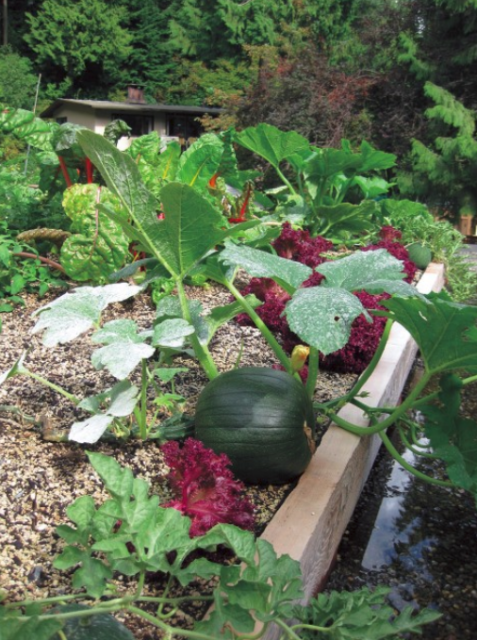 Waterlemon and iceberg garden.PNG