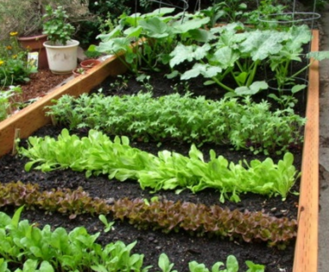 Great vegetable garden ideas pictures.PNG