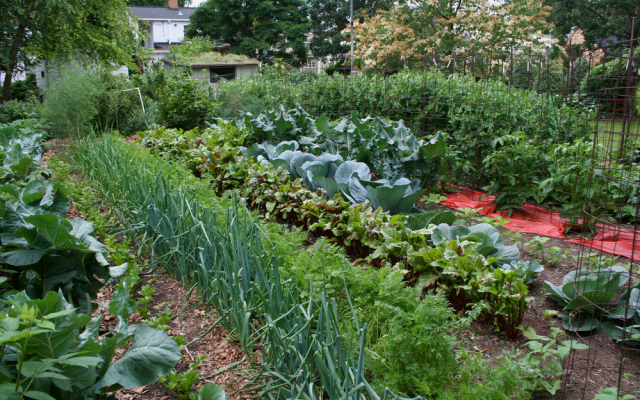 Green onion, cabbage, beets, carrots garden photos.PNG
