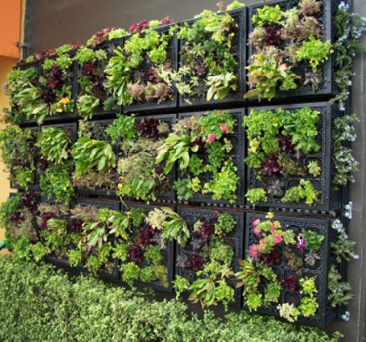 Hanging garden with lettuces and flowers.PNG