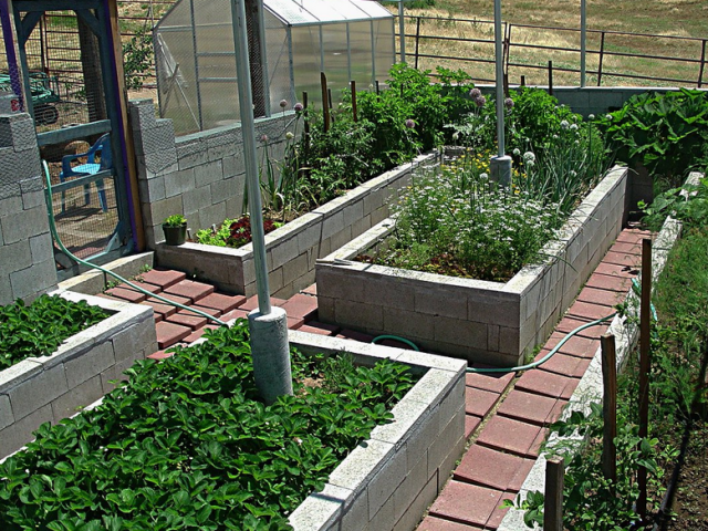 Herb garden ideas growing on crete raised beds.PNG