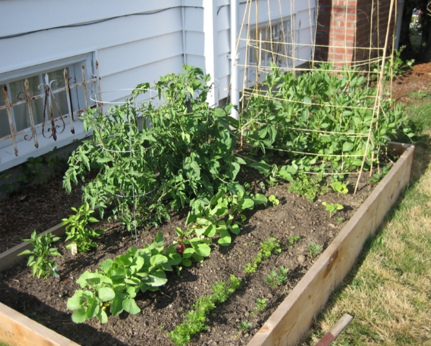 Home vegetable garden picture.PNG