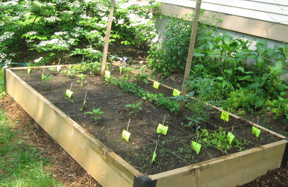 Island vegetable garden photos.PNG