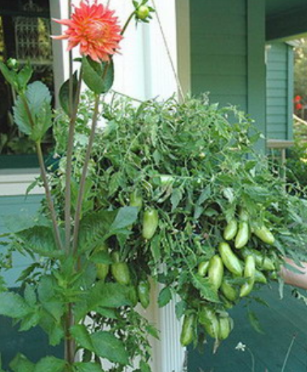 Vegetable growing on container hanging garden.PNG
