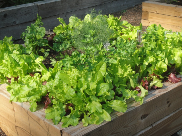 Vegetable lettuce growing on wood island.PNG