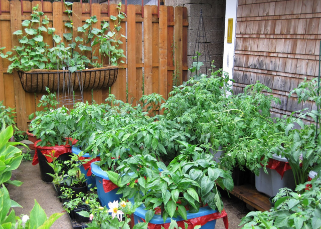 Vegetables garden growning on the plastic containers in the backyard.PNG
