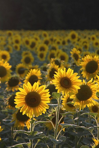 field of sunflowers.jpg