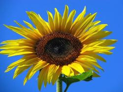face of sunflower.jpg