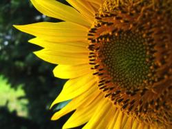 face of sunflower close up photo.jpg