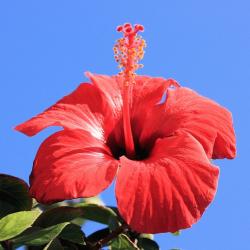 red hibiscus flower