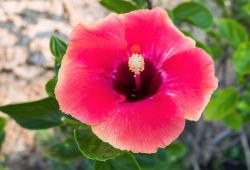 Hibiscus flowers Gallery