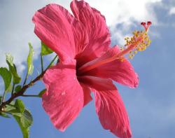 bright pink hibiscus flower under the sky