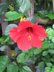 red garden flower