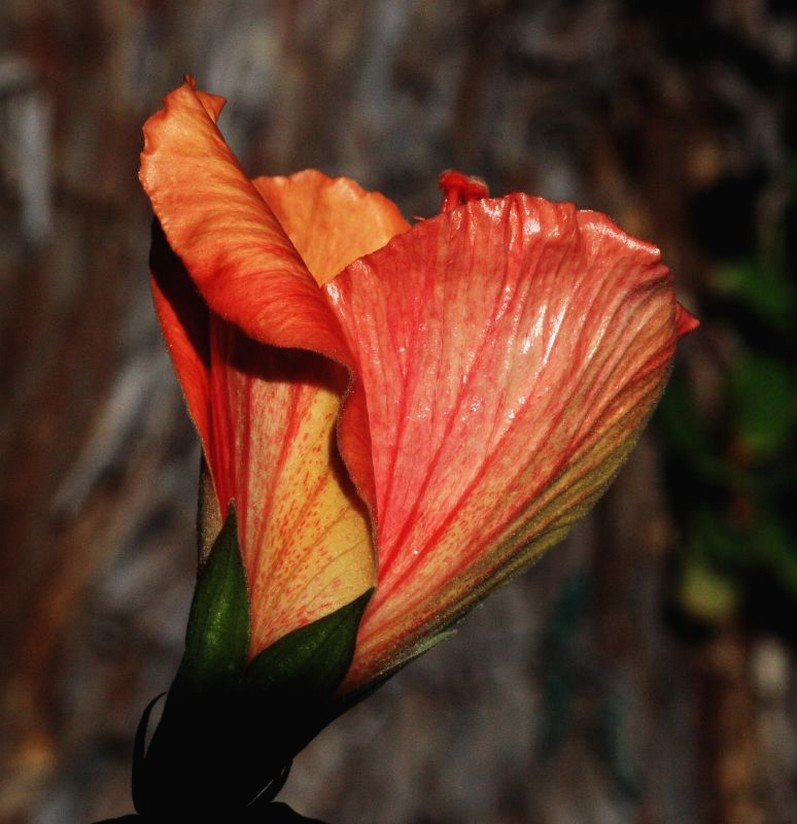 young hibiscus flower