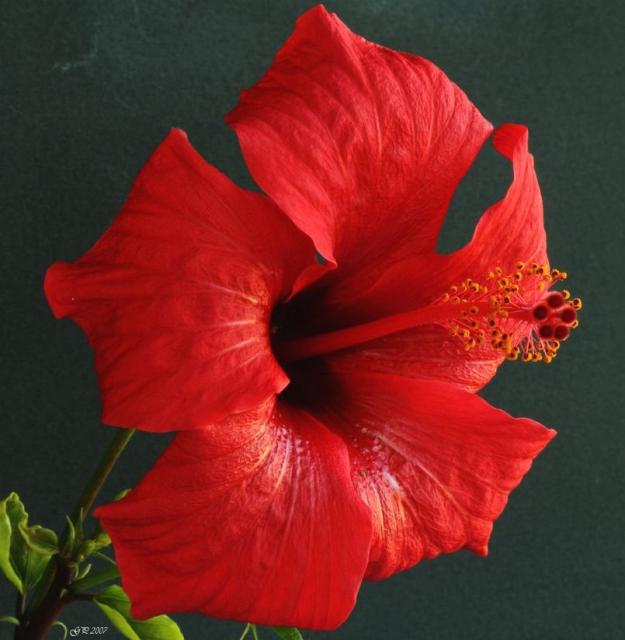 xmas red flower hibiscus