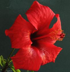 xmas red flower hibiscus
