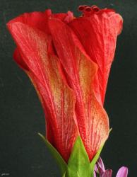 elegant hibiscus flower photo