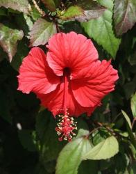 summer garden flower hibiscus photo