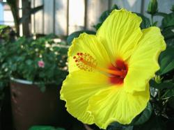 beautiful bright hibiscus flower photo