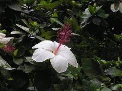 white hibiscus flower in the nature