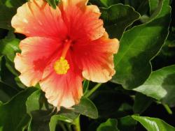 orange hibiscus flower in the bright sun