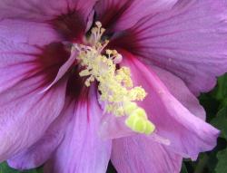 light purple hibiscus flower