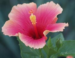 two tones hibiscus flower