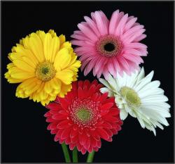 gerbera daisies in four colors.jpg