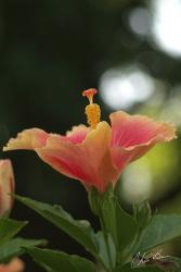 hibiscus flower pic